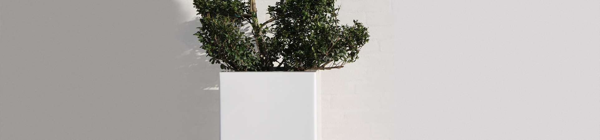 Højglanspolerede krukke med bonsai